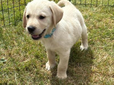 Gorgeous Golden Retriever-Labrador puppies in Kildare