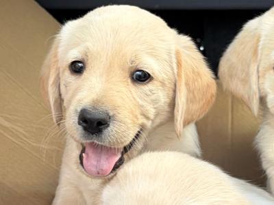 Gorgeous Golden Retriever-Labrador puppies in Kildare