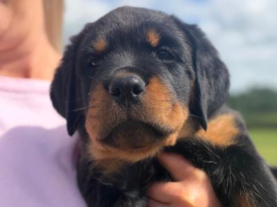Stunning Rottweiler puppies in Derry (IKC Registration in Progress)