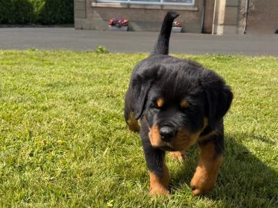 Stunning Rottweiler puppies in Derry (IKC Registration in Progress)