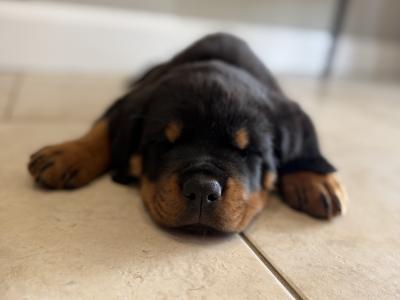 Stunning Rottweiler puppies in Derry (IKC Registration in Progress)