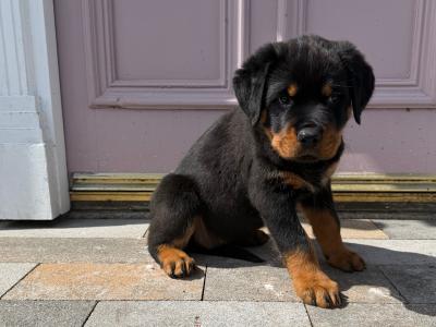 Stunning Rottweiler puppies in Derry (IKC Registration in Progress)
