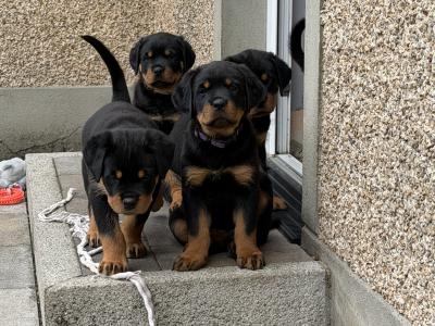 Stunning Rottweiler puppies in Derry (IKC Registration in Progress)