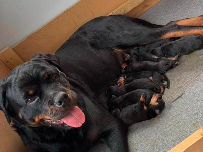 Stunning Rottweiler puppies in Derry (IKC Registration in Progress)