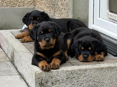 Stunning Rottweiler puppies in Derry (IKC Registration in Progress)