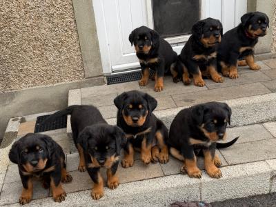 Stunning Rottweiler puppies in Derry (IKC Registration in Progress)