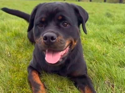 Stunning Rottweiler puppies in Derry (IKC Registration in Progress)