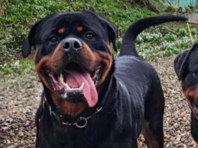 Stunning Rottweiler puppies in Derry (IKC Registration in Progress)