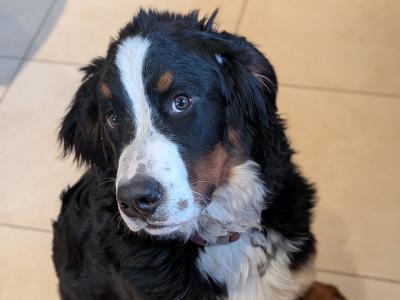 Teddy the IKC Registered Bernese Mountain Dog