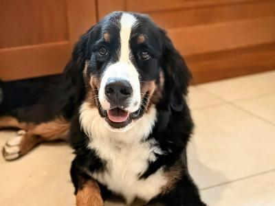 Teddy the IKC Registered Bernese Mountain Dog