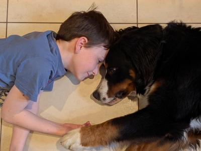Hip/elbow scored IKC Teddy the Bernese Mountain Dog