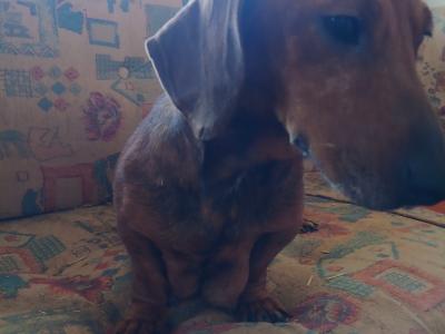 Dachshund puppies, unusual colours in Kerry