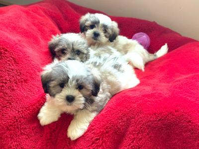 Beautiful Teddy Bear (Bichon Frise x Shih Tzu) puppies in Meath
