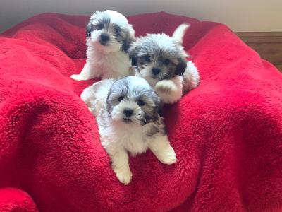 Beautiful Teddy Bear (Bichon Frise x Shih Tzu) puppies in Meath