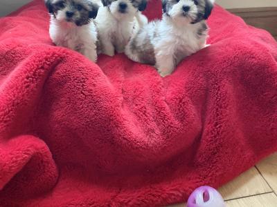 Beautiful Teddy Bear (Bichon Frise x Shih Tzu) puppies in Meath