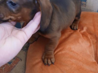 Dachshund puppies, unusual colours in Kerry
