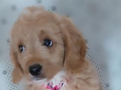 Male Cavapoo puppies in Kilkenny