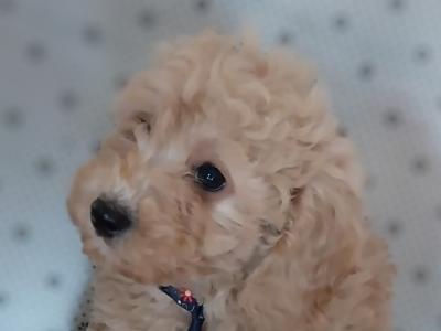 Male Cavapoo puppies in Kilkenny