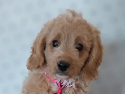 Male Cavapoo puppies in Kilkenny