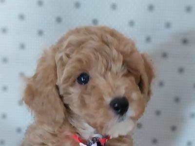 Male Cavapoo puppies in Kilkenny