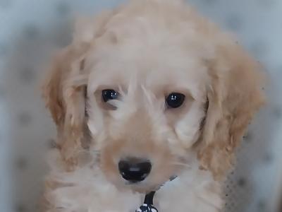Male Cavapoo puppies in Kilkenny