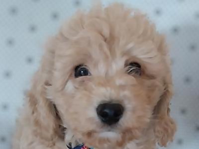 Male Cavapoo puppies in Kilkenny