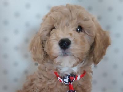 Male Cavapoo puppies in Kilkenny