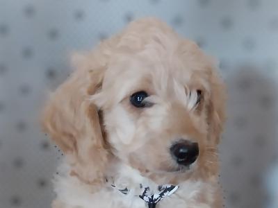 Male Cavapoo puppies in Kilkenny