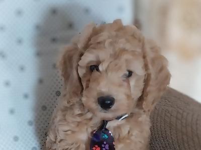 Male Cavapoo puppies in Kilkenny