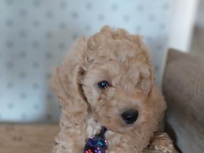 Male Cavapoo puppies in Kilkenny