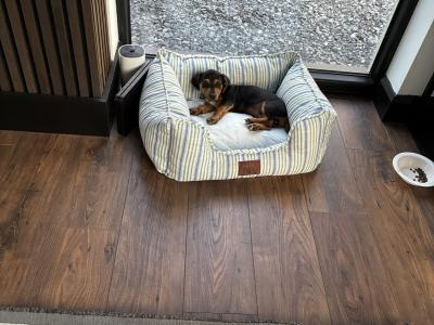Male Dachshund x Jack Russell puppy in Westmeath