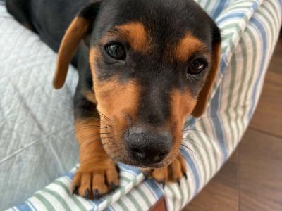 Male Dachshund x Jack Russell puppy in Westmeath
