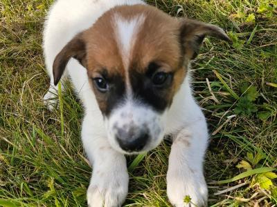 Jack Russell puppies for sale in Laois