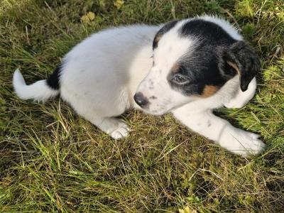 Jack Russell puppies for sale in Laois