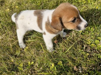 Jack Russell puppies for sale in Laois