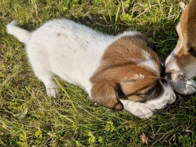 Jack Russell puppies for sale in Laois