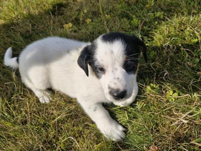 Jack Russell puppies for sale in Laois