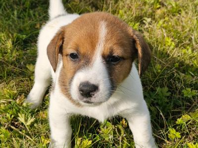 Jack Russell puppies for sale in Laois
