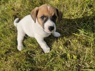 Jack Russell puppies for sale in Laois