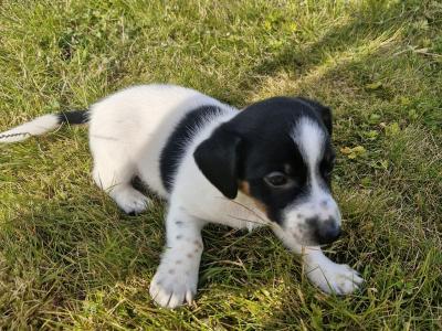 Jack Russell puppies for sale in Laois