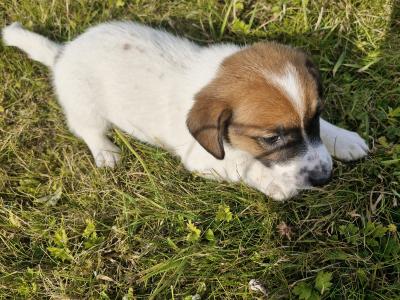 Jack Russell puppies for sale in Laois
