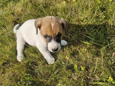 Jack Russell puppies for sale in Laois