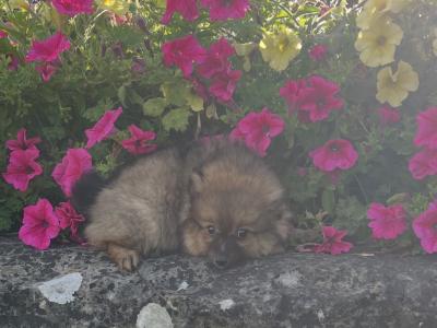 Female Pomeranian puppy in Westmeath