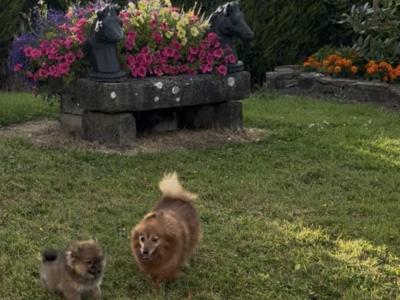 Female Pomeranian puppy in Westmeath