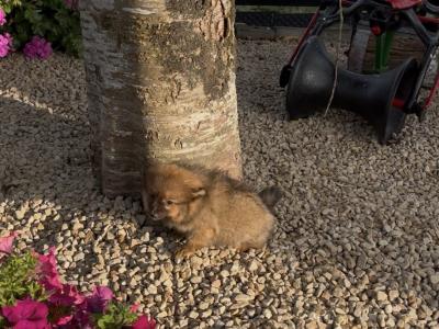 Female Pomeranian puppy in Westmeath
