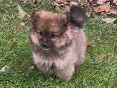 Female Pomeranian puppy in Westmeath