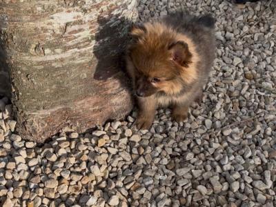 Female Pomeranian puppy in Westmeath