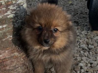 Female Pomeranian puppy in Westmeath