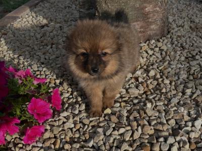 Female Pomeranian puppy in Westmeath