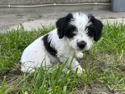 Bichon x Spaniel Great Pets for Children